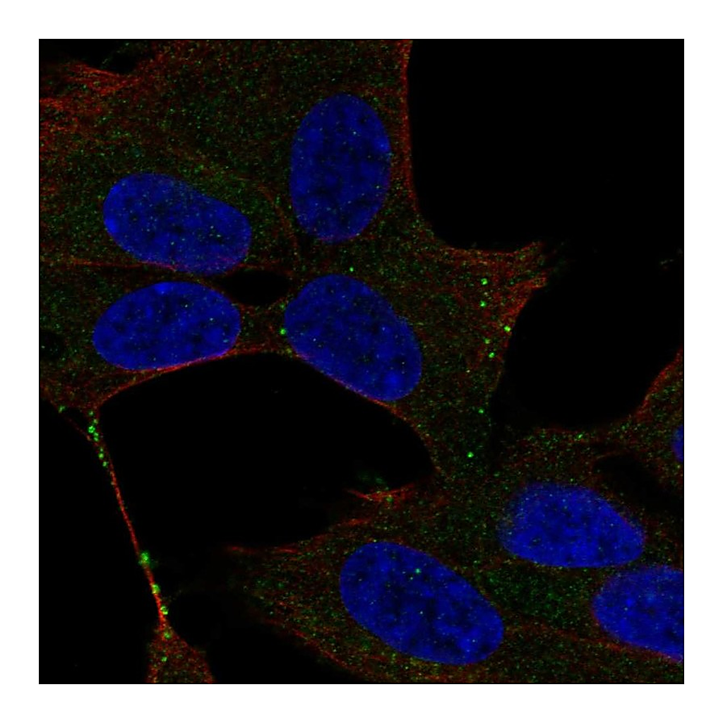 Atlas Antibodies Anti-UNC13D Antibody
