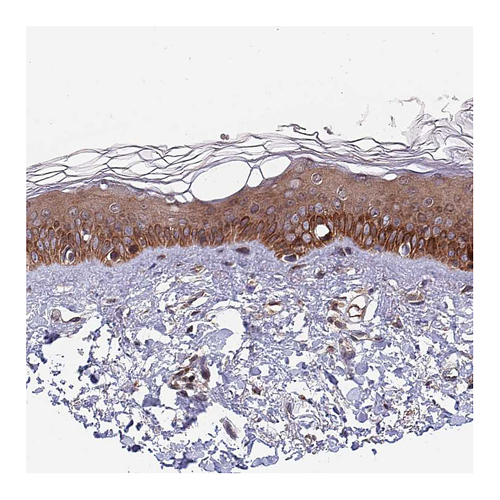 Atlas Antibodies Anti-UNC45A Antibody