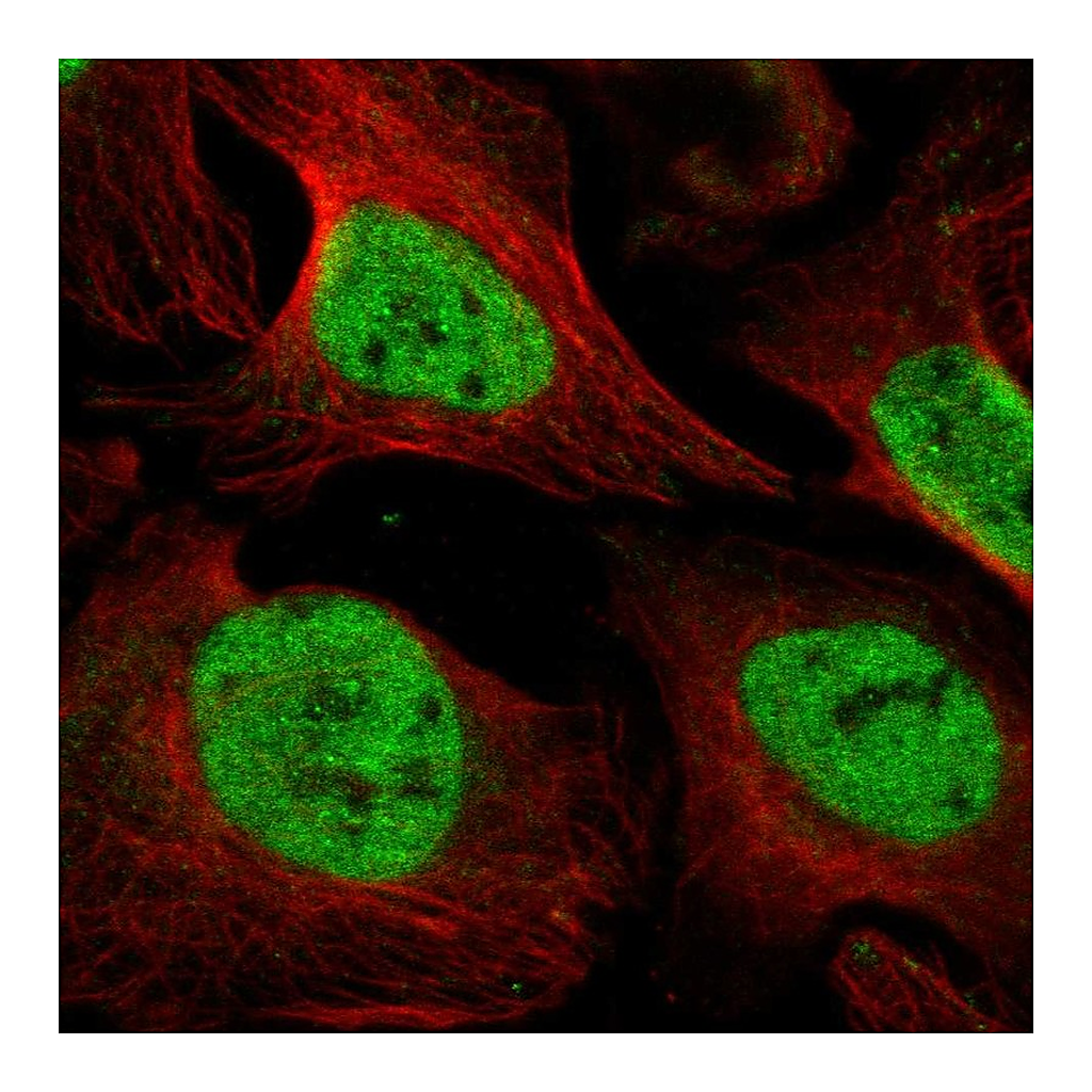 Atlas Antibodies Anti-UNC93B1 Antibody
