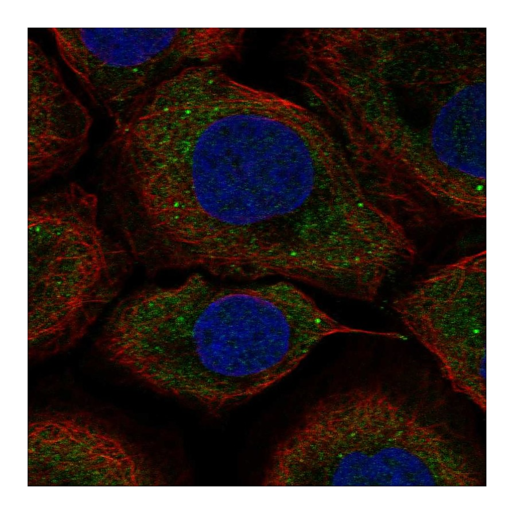 Atlas Antibodies Anti-UPF2 Antibody