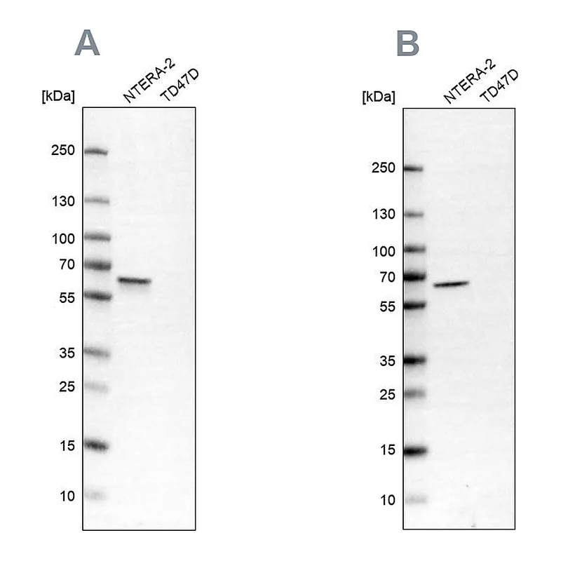 Atlas Antibodies Anti-UPF3B Antibody
