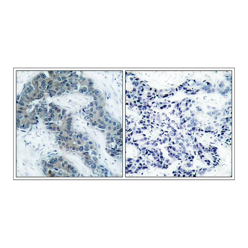 Merck Anti-phospho-JAK2 (pTyr1007) antibody produced in rabbit