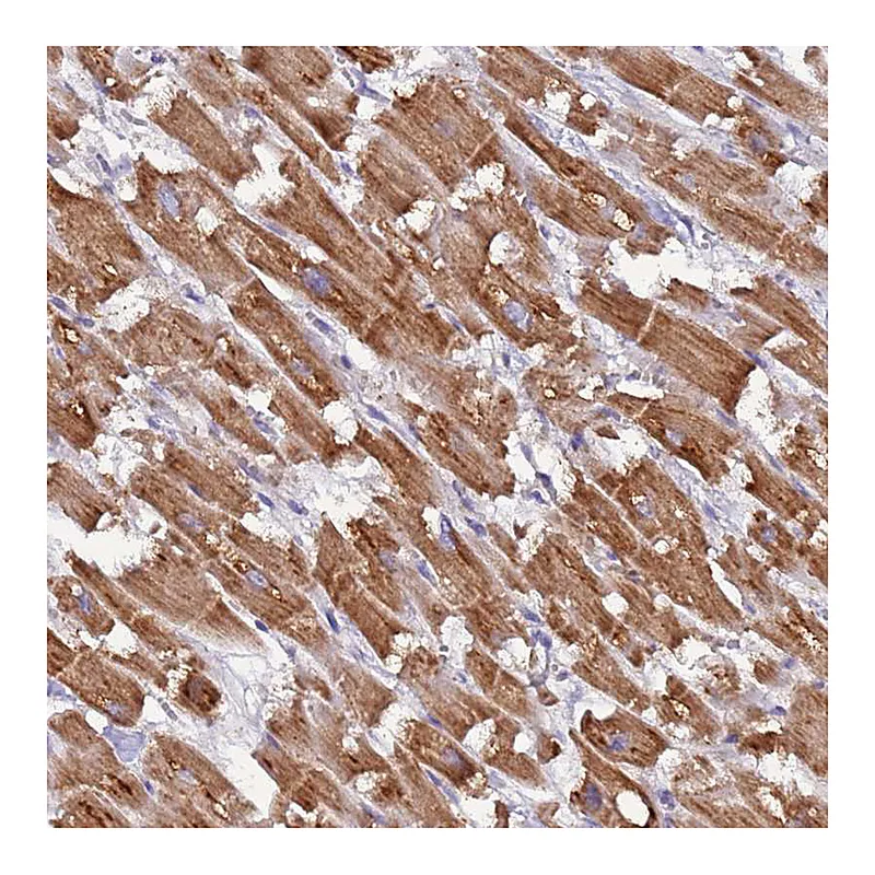 Atlas Antibodies Anti-UQCRQ Antibody