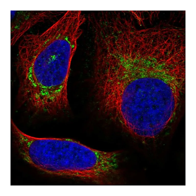 Atlas Antibodies Anti-UQCRQ Antibody
