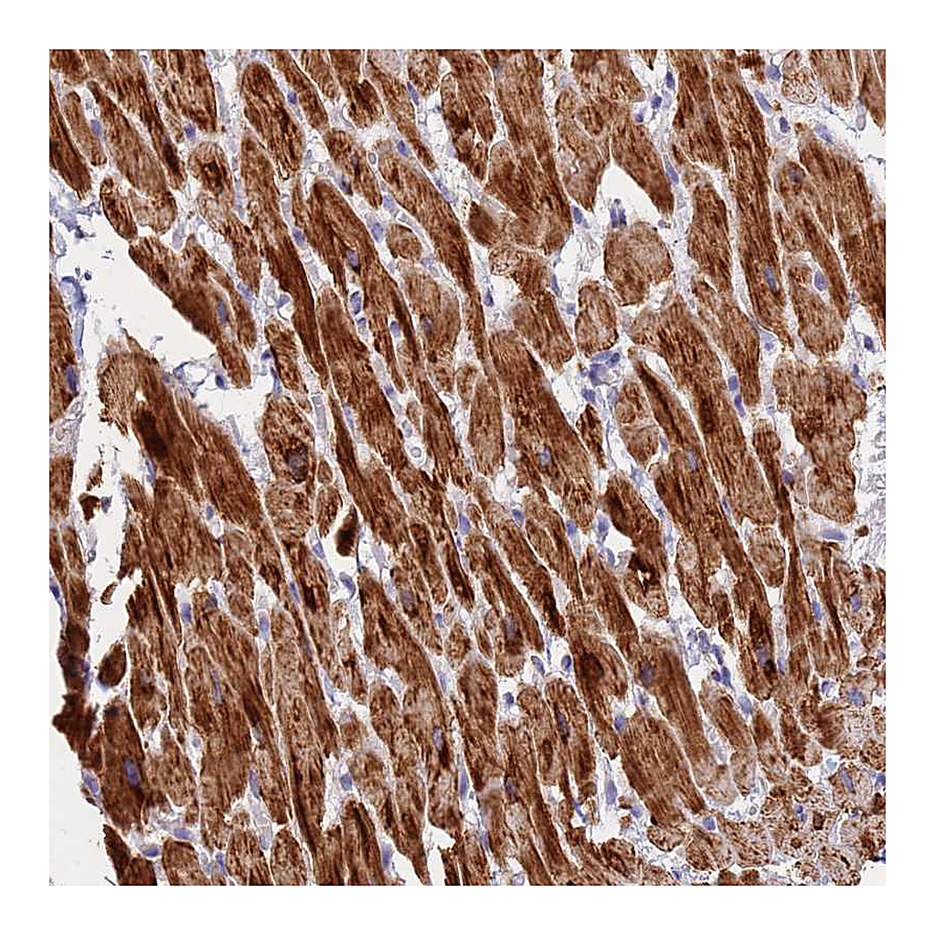 Atlas Antibodies Anti-UQCRH Antibody
