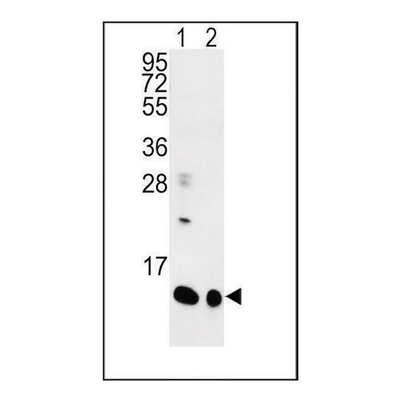 Merck ANTI-SPRR1B (C-TERM) antibody produced in rabbit