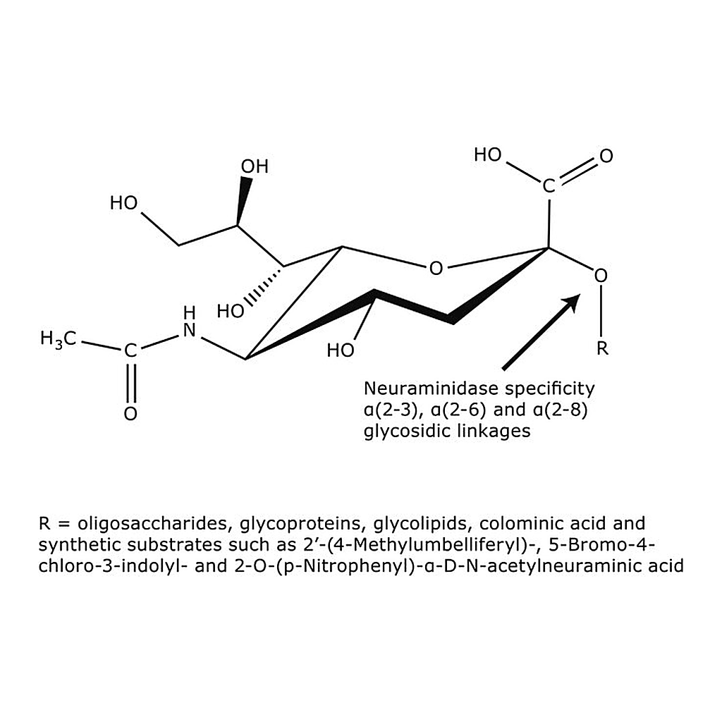 Merck Neuraminidase from Vibrio cholerae