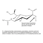 Merck Neuraminidase from Vibrio cholerae