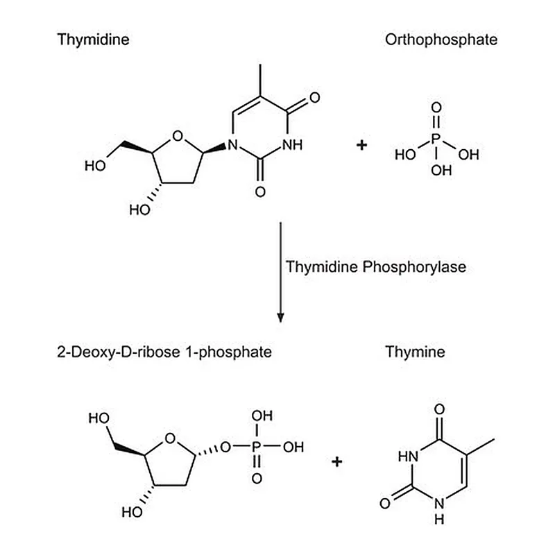 Merck Thymidine Phosphorylase, recombinant from Escherichia coli