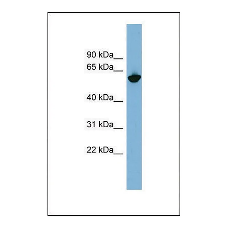 Merck Anti-GPNMB, (N-terminal) antibody produced in rabbit
