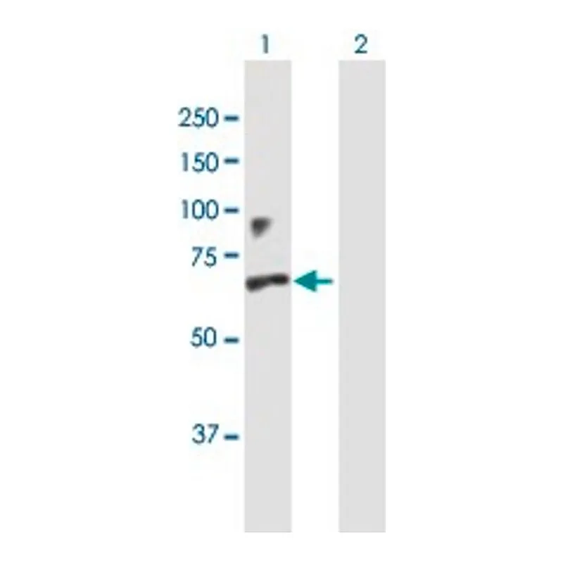 Merck Anti-IFNAR1 antibody produced in mouse