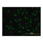 Merck Monoclonal Anti-POU4F3 antibody produced in mouse