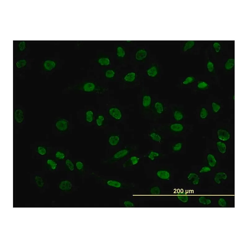Merck Monoclonal Anti-POU4F3 antibody produced in mouse