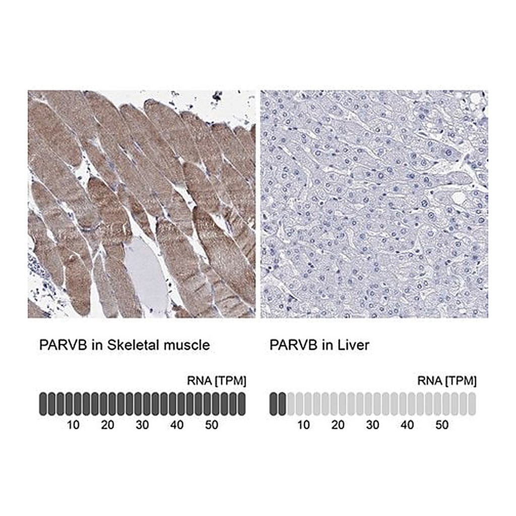 Merck Anti-PARVB antibody produced in rabbit