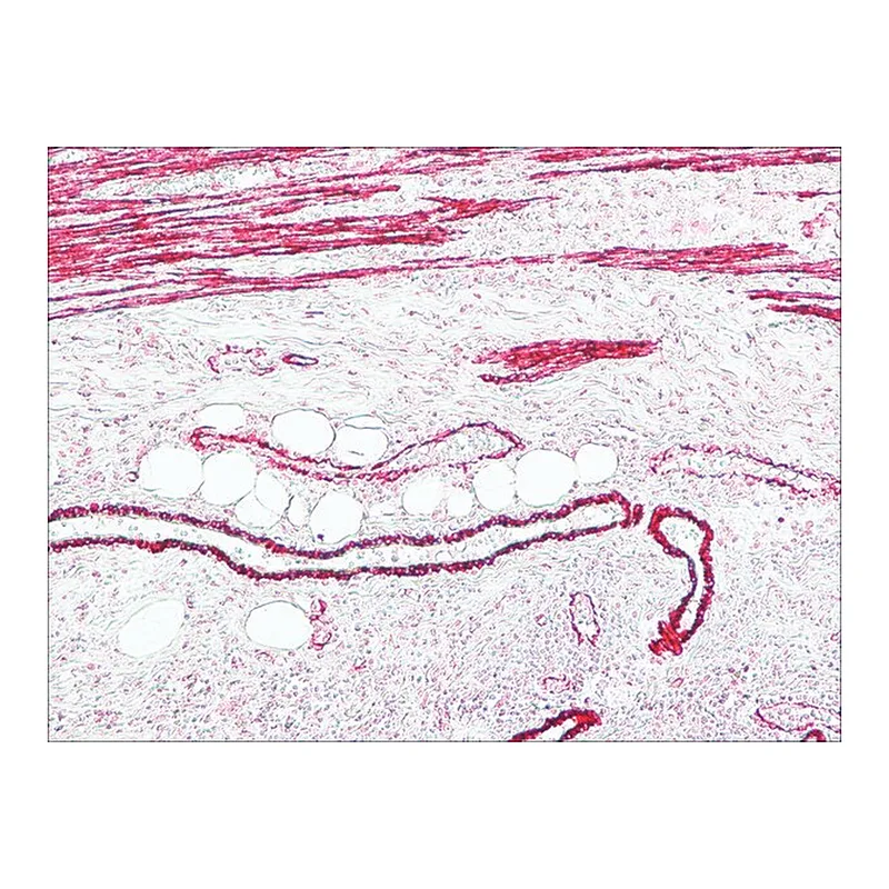 Merck Anti-Mouse IgG (Fc specific)-Alkaline Phosphatase antibody produced in goat