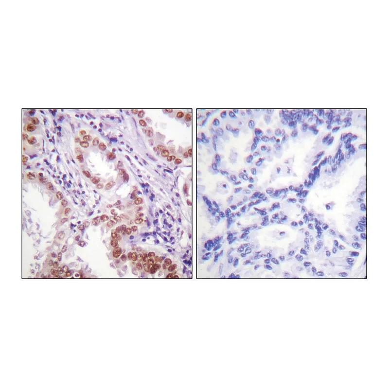 Merck Anti-Histone H3 antibody produced in rabbit