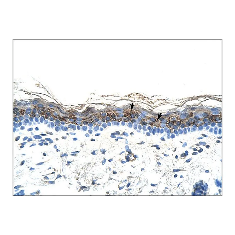 Merck Anti-ZIC2 antibody produced in rabbit