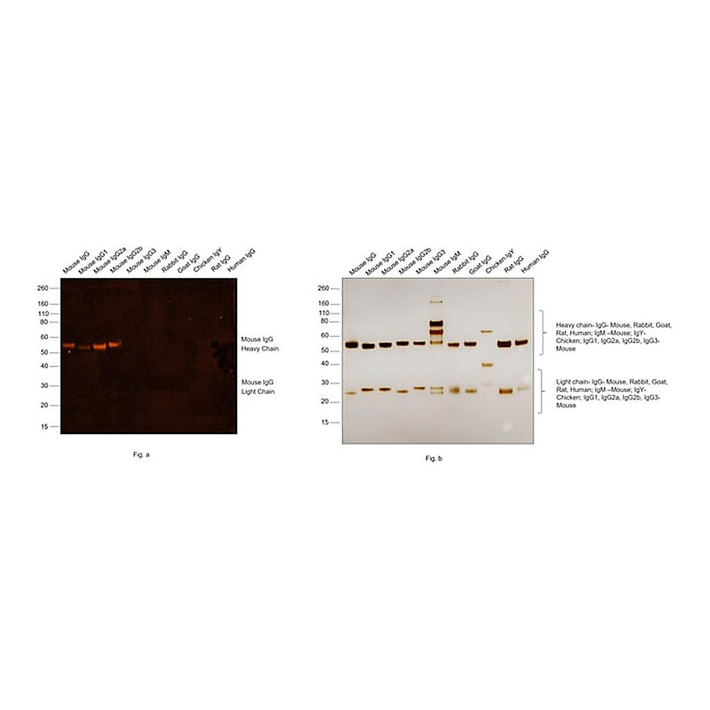Thermo Fisher Scientific F(ab`)2-Goat anti-Mouse IgG (H+L) Secondary Antibody, Qdot 565