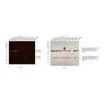 Thermo Fisher Scientific F(ab`)2-Goat anti-Mouse IgG (H+L) Secondary Antibody, Qdot 565