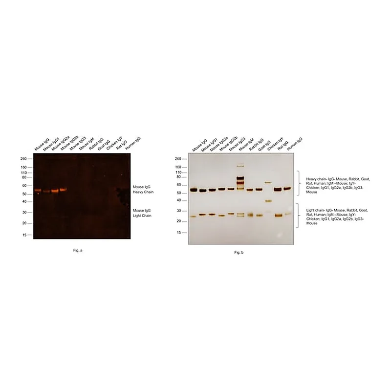 Thermo Fisher Scientific F(ab`)2-Goat anti-Mouse IgG (H+L) Secondary Antibody, Qdot 565
