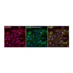 Thermo Fisher Scientific Goat anti-Mouse IgG (H+L) Secondary Antibody, DyLight 550