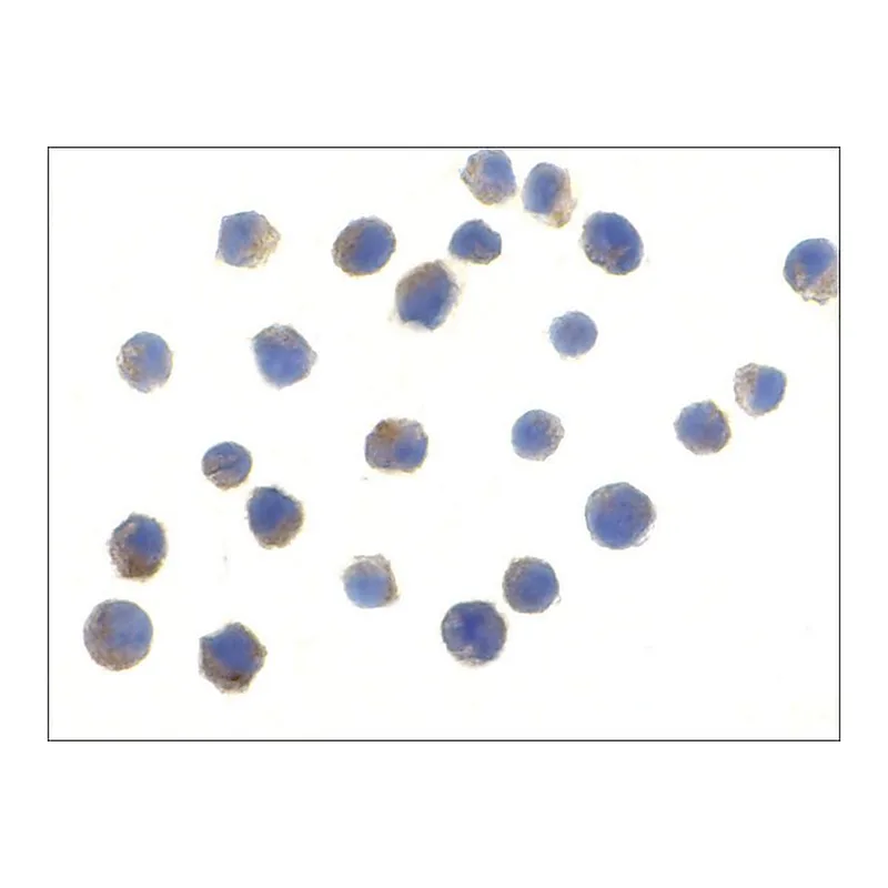 Merck Anti-TLR6 (ab1) antibody produced in rabbit
