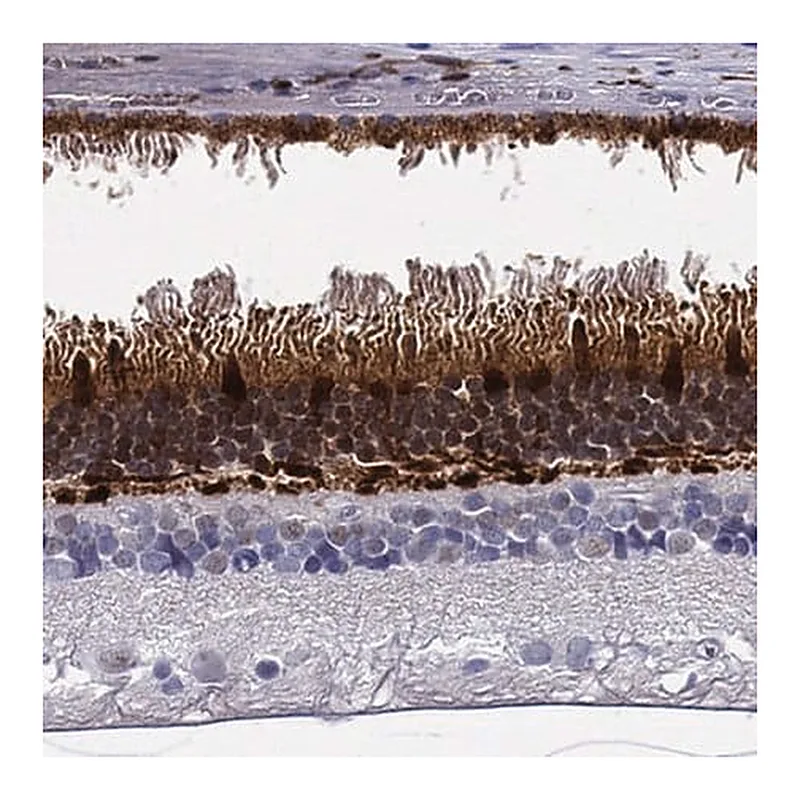 Merck Anti-GUCA1A antibody produced in rabbit