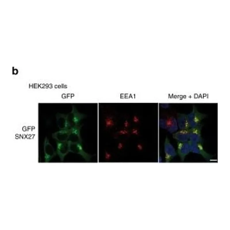 Thermo Fisher Scientific Goat anti-Mouse IgG (H+L) Cross-Adsorbed Secondary Antibody, Alexa Fluor 647