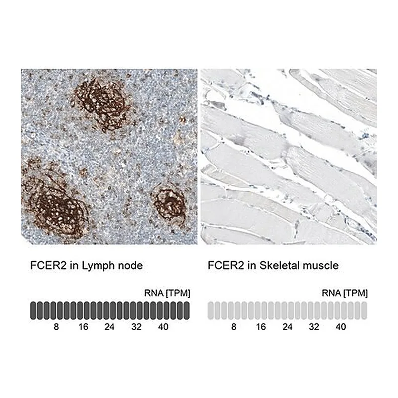 Merck Monoclonal Anti-FCER2 antibody produced in mouse