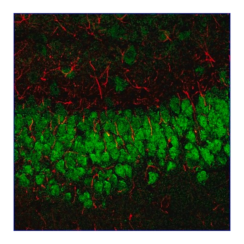 Merck Anti-Rabbit IgG (H+L), CF(TM)633 antibody produced in F(ab')2 fragment of goat