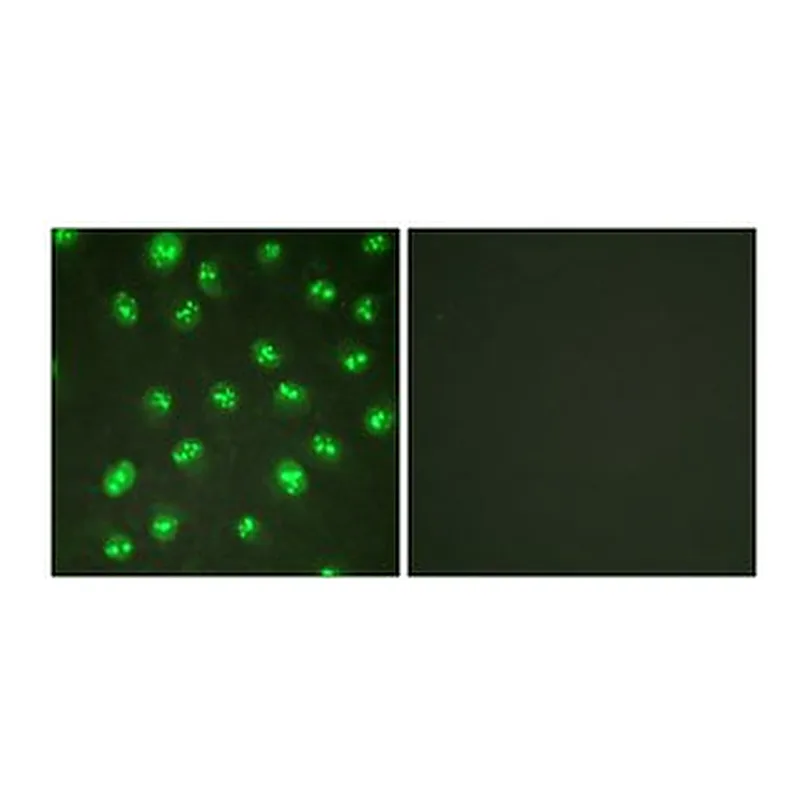 Merck ANTI-P57 KIP2 ANTIBODY PRODUCED IN RABBI