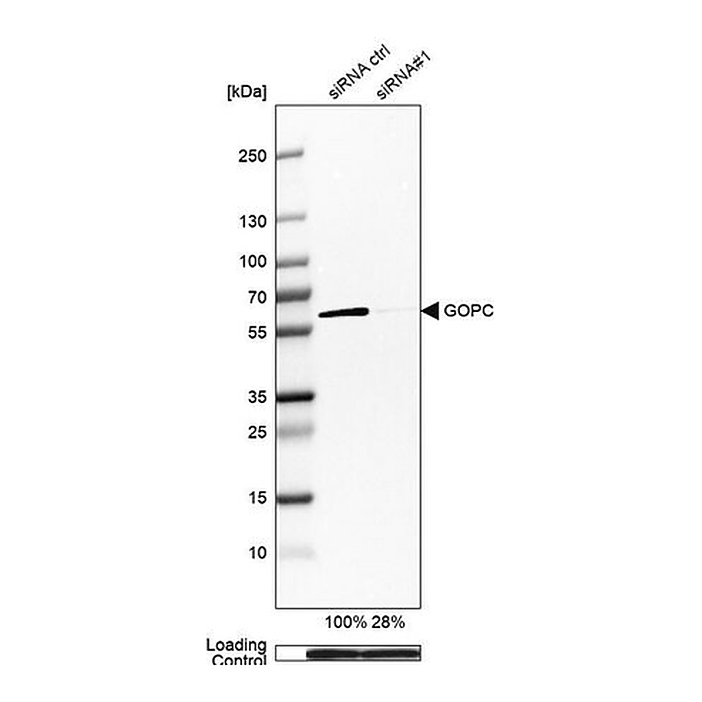 Merck Anti-GOPC antibody produced in rabbit