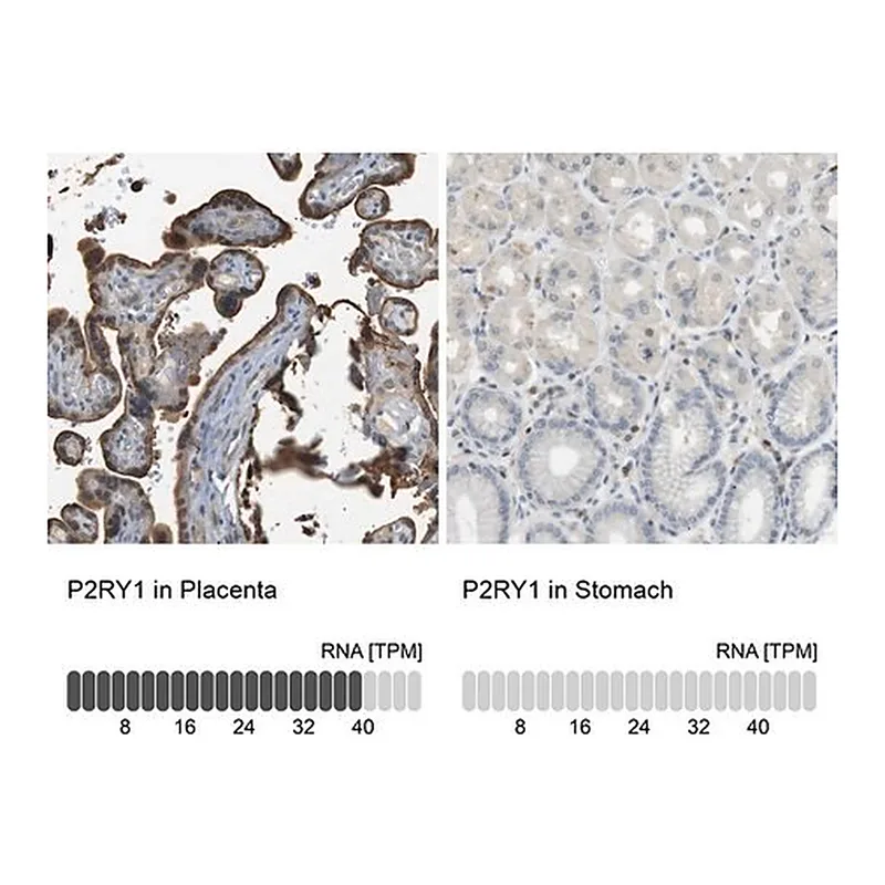 Merck Anti-P2RY1 antibody produced in rabbit