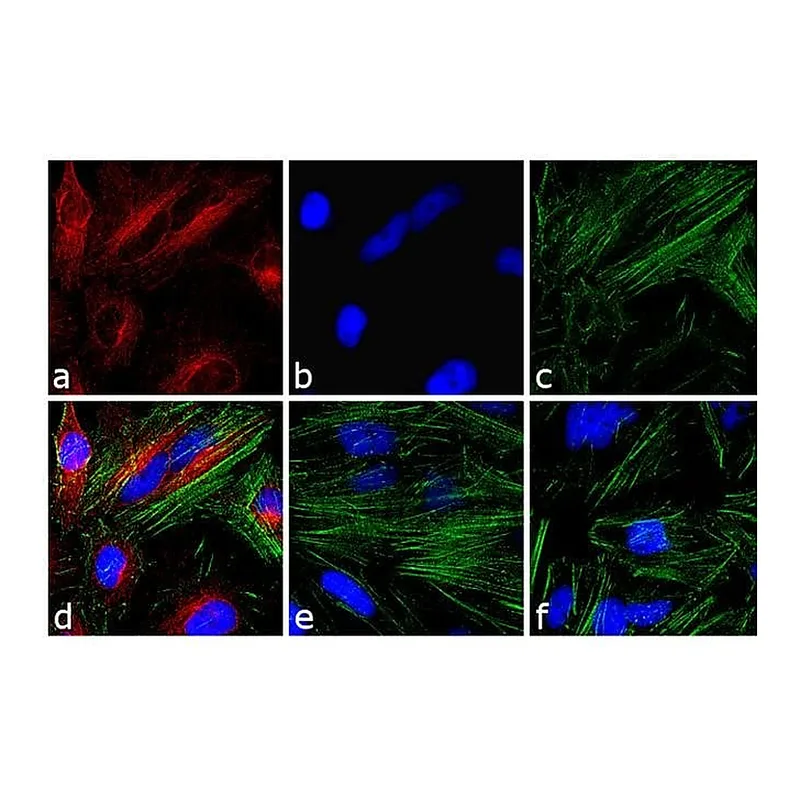 Thermo Fisher Scientific Rabbit anti-Mouse IgG (H+L) Cross-Adsorbed Secondary Antibody, TRITC