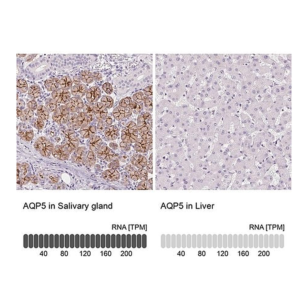 Merck Anti-AQP5 antibody produced in rabbit