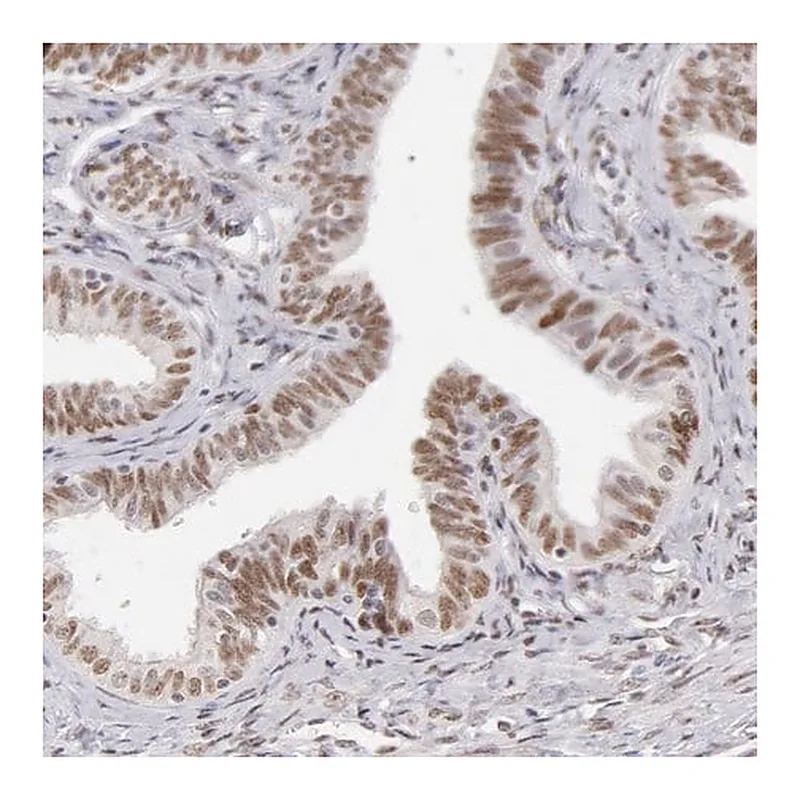 Merck Anti-TFAP4 antibody produced in rabbit