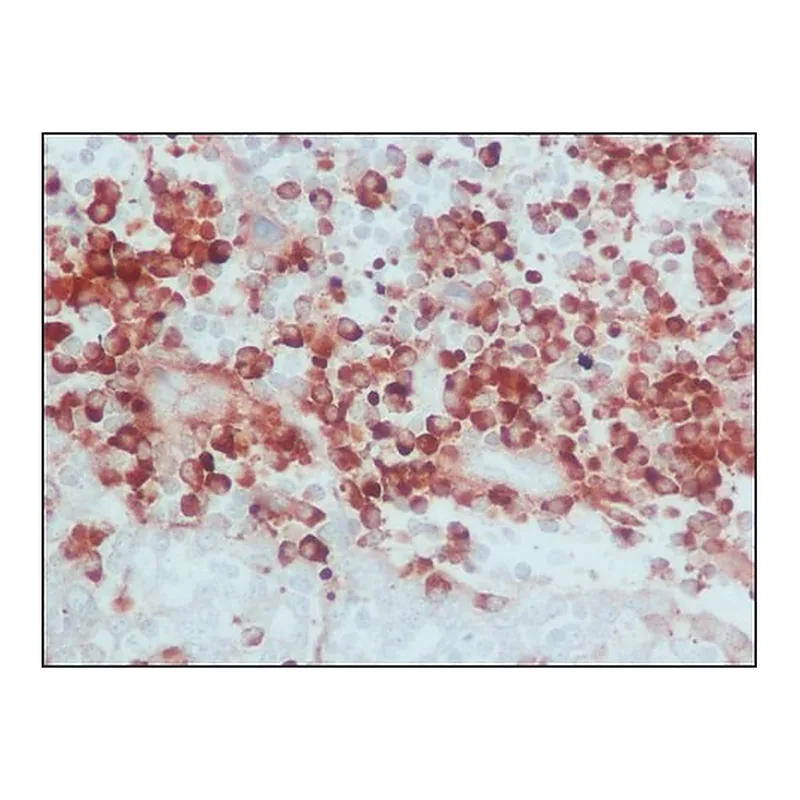 Merck ANTI-HUMAN IGG (WHOLE MOLECULE) &