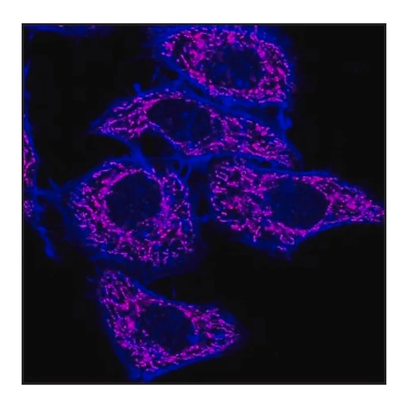 Merck Anti-Rabbit IgG (H+L), F(ab')2 fragment, CF(TM)640R antibody produced in goat