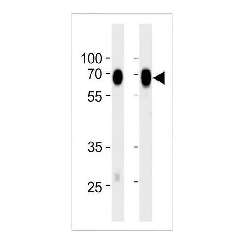 Merck MONOCLONAL ANTI-CD73(NT5E)(C-TERMINAL) antibody produced in mouse