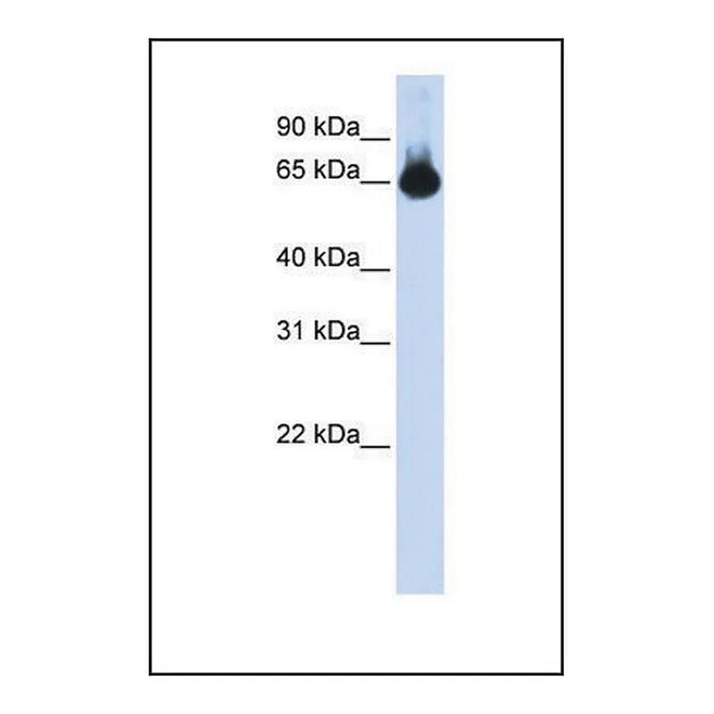Merck Anti-FOXG1, (N-terminal) antibody produced in rabbit