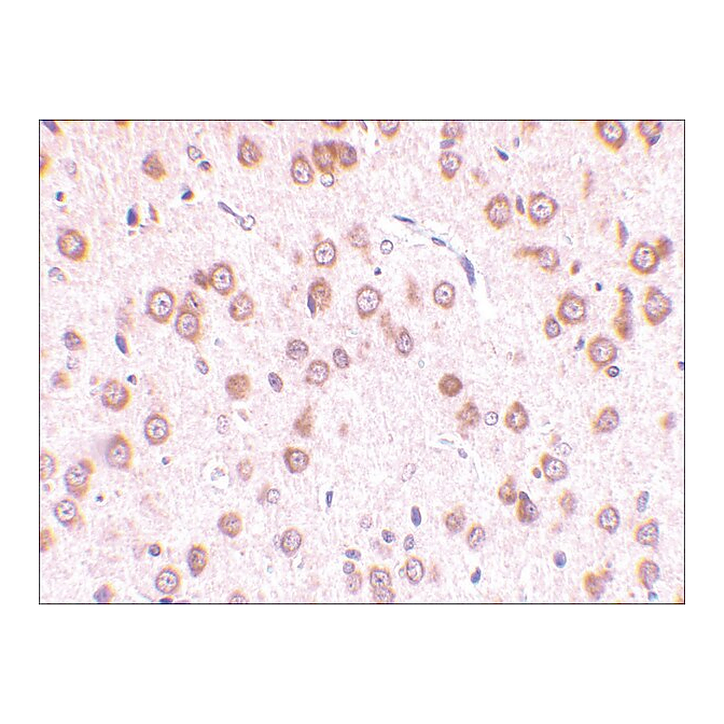 Merck Anti-TLR5 antibody produced in rabbit