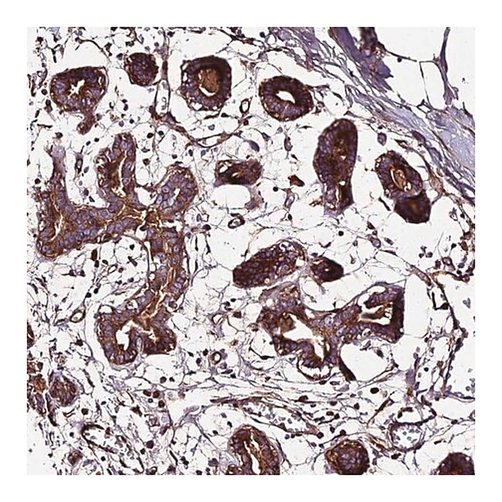 Merck Anti-BEX4 antibody produced in rabbit