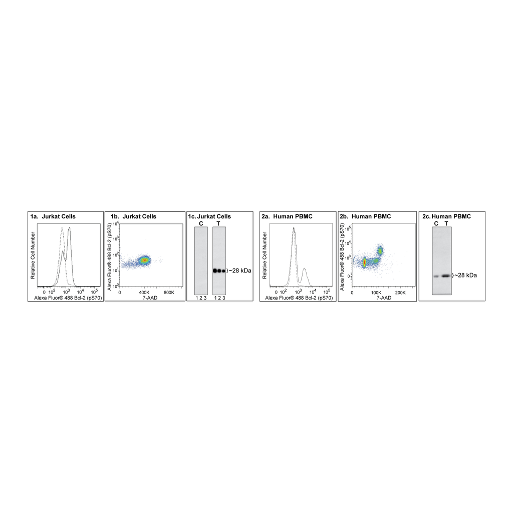 BD Alexa Fluor® 488 Mouse anti-Human Bcl-2 (pS70)