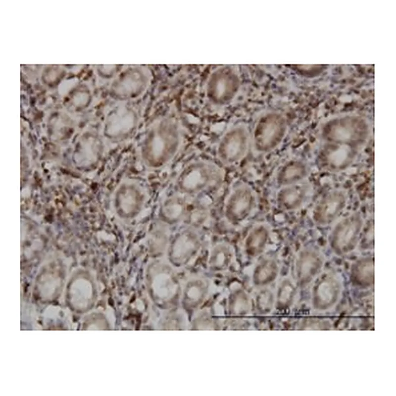 Merck MONOCLONAL ANTI-SENP6