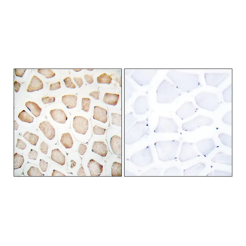 Merck Anti-CHOP, N-Terminal antibody produced in rabbit