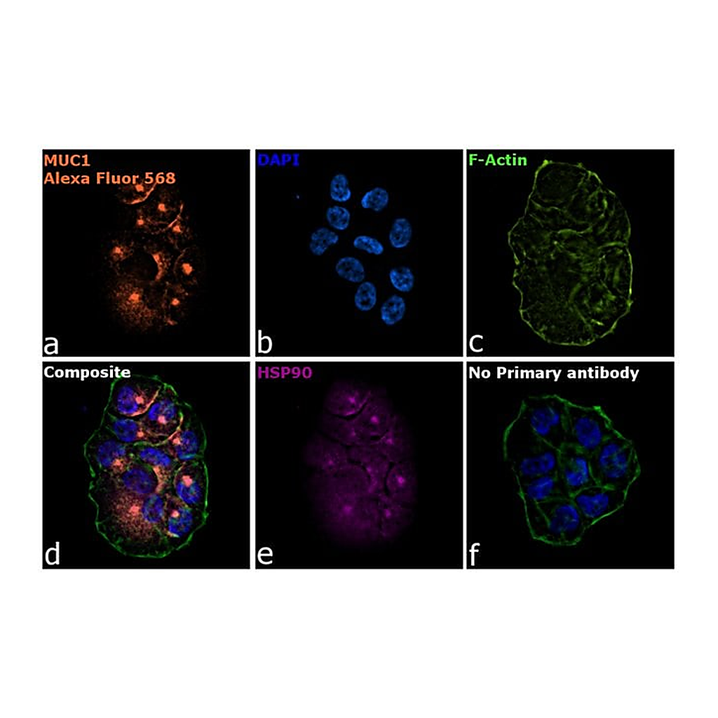 Thermo Fisher Scientific Goat anti-Armenian Hamster IgG (H+L) Highly Cross-Adsorbed Secondary Antibody, Alexa Fluor 568