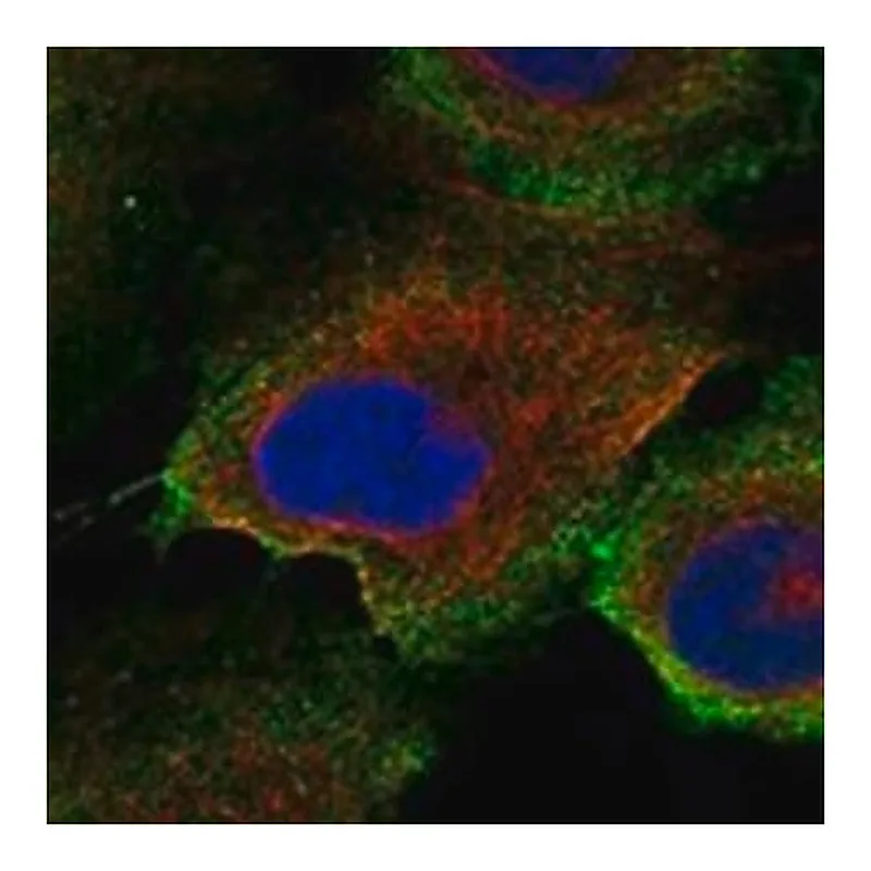 Merck Anti-LOXHD1 antibody produced in rabbit