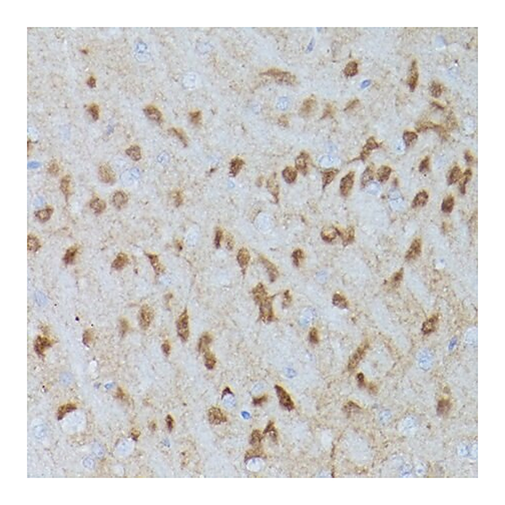Merck Anti-Phospho-Erk1-T202/Y204 + Erk2-T185/Y187 antibody produced in rabbit