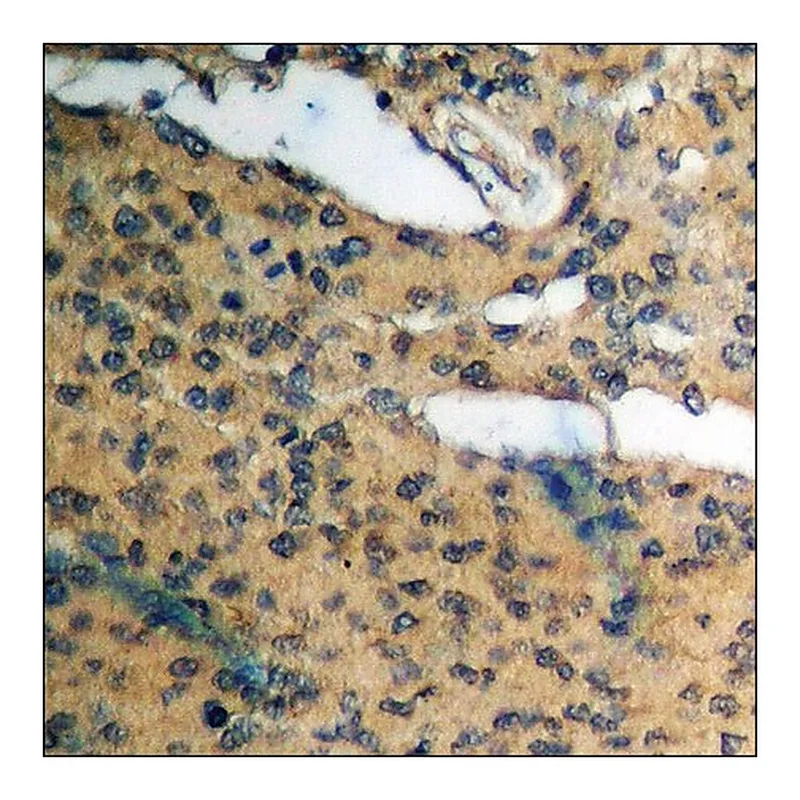 Merck Anti-phospho-Cyclin D1 (pThr286) antibody produced in rabbit