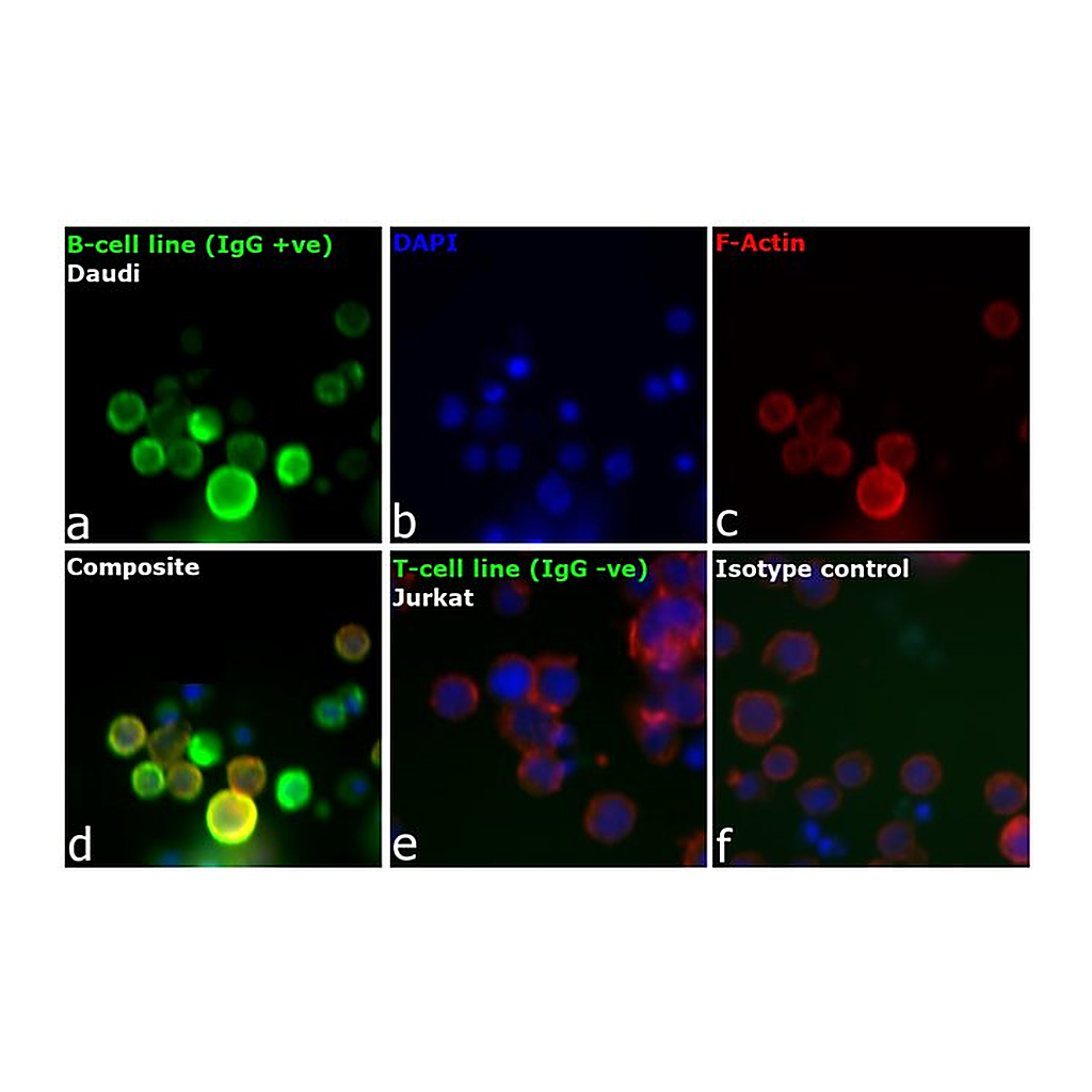 Thermo Fisher Scientific Goat anti-Human IgG F(ab`)2 Secondary Antibody